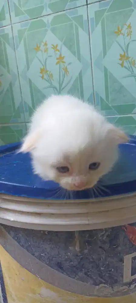 Scottish fold putih blue eyes