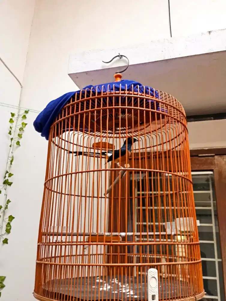 Murai Baru Hutan. Ring Ternak. FS