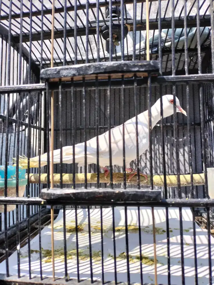 Jual Burung Tekukur Putih