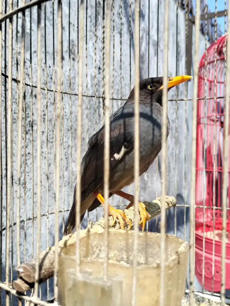 Jual Burung Kerak/Jalak Omas