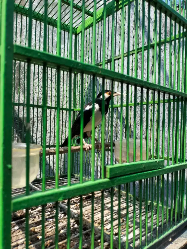 Jual Burung Jalak Suren