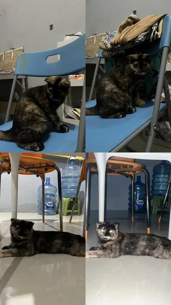 Open Adopt Kitten Scottish Fold