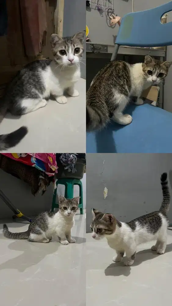 Open Adopt kitten Munchkin Scottish Fold
