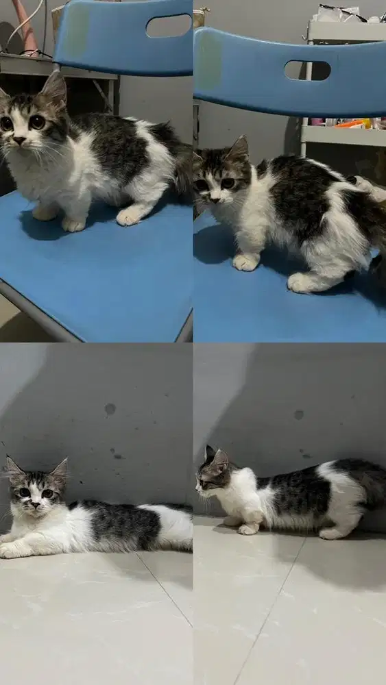 Open Adopt Kitten Munchkin