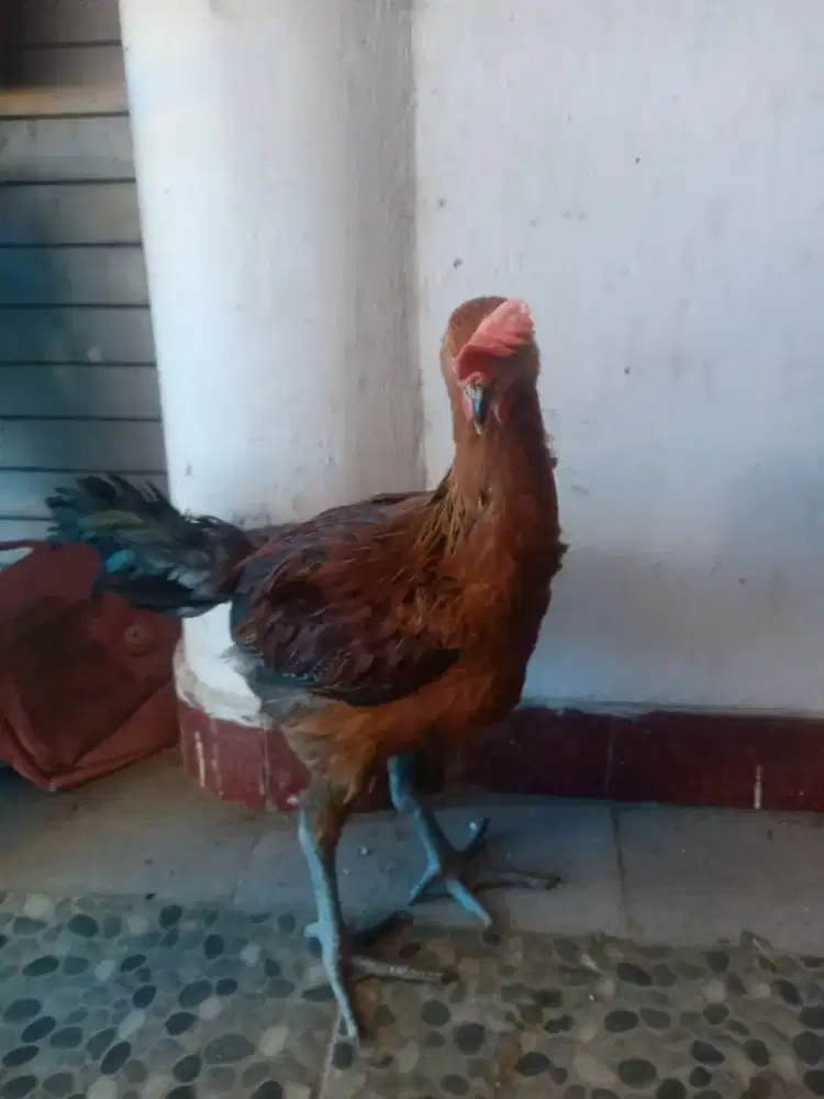 Anakan Ayam pelung jantan asli cianjur