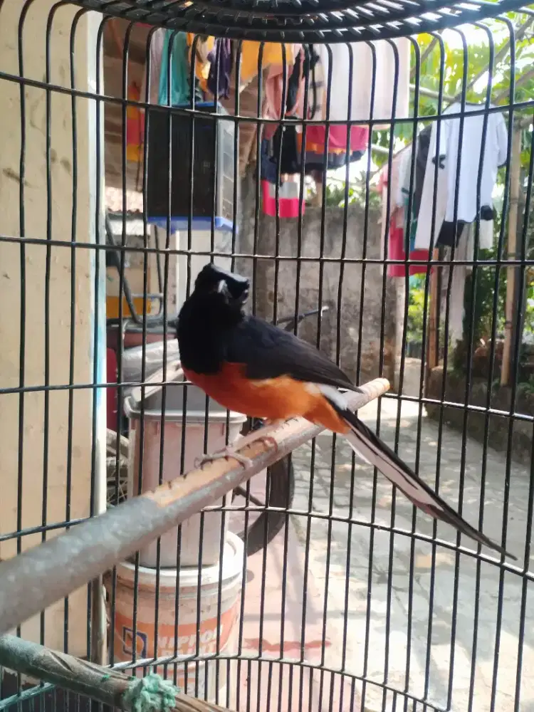 Murai gacor prestasi.