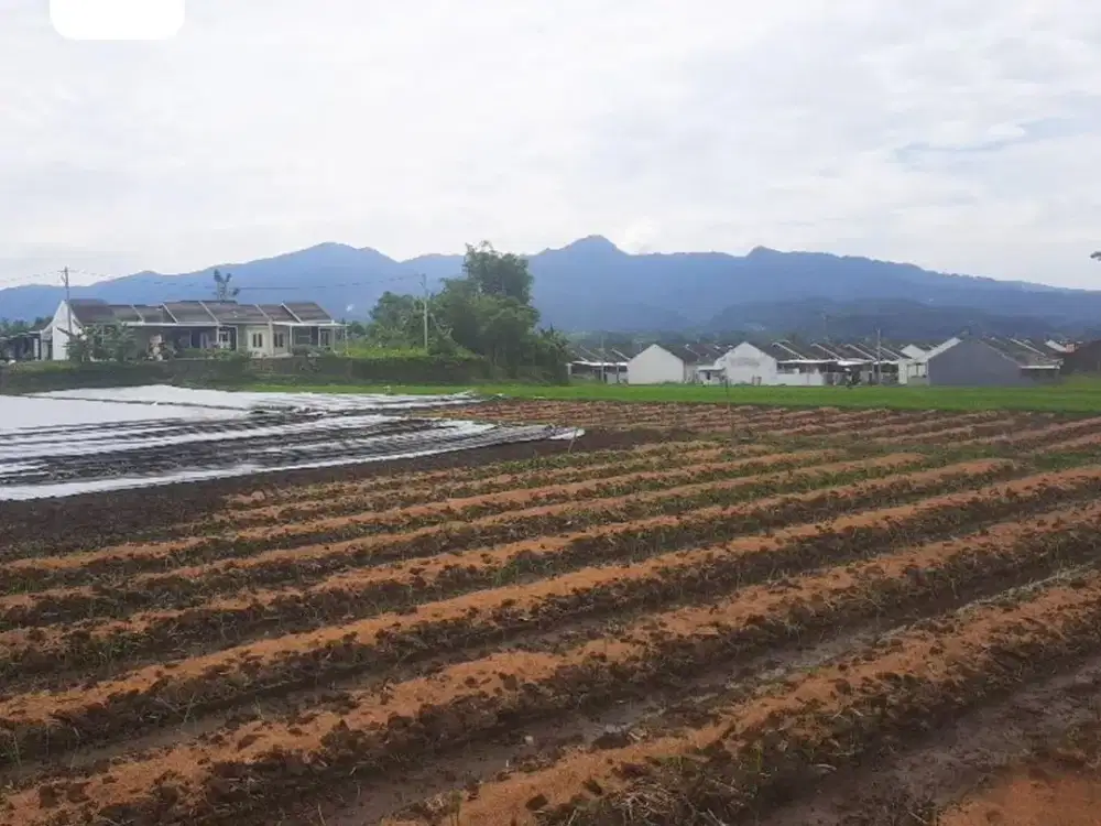 Tanah Luas Cocok Untuk Investasi Di Tasikmalaya