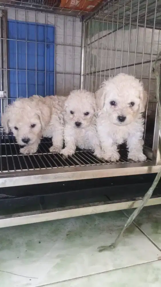 Sale white toy poodle (nego)