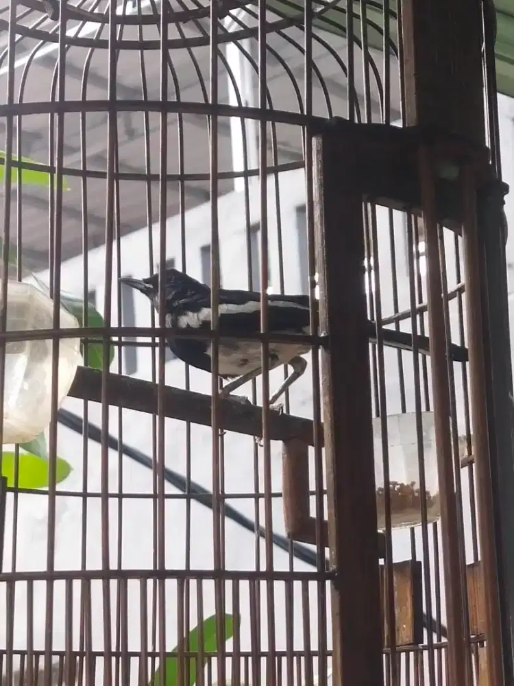 Jual Burung kacer