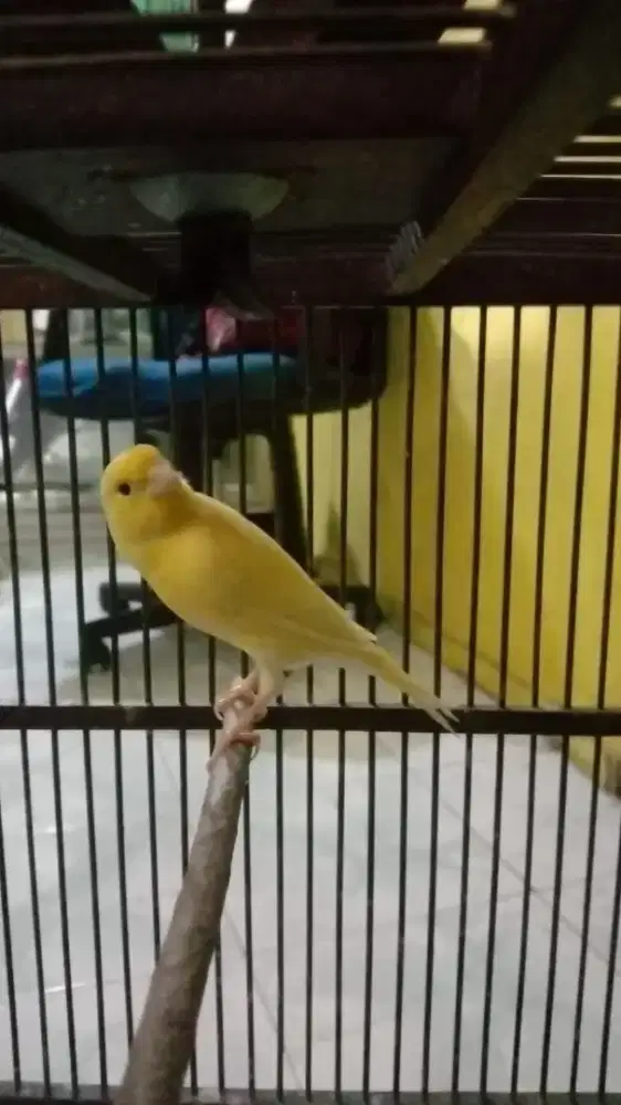 Kenari kuning af gacorr