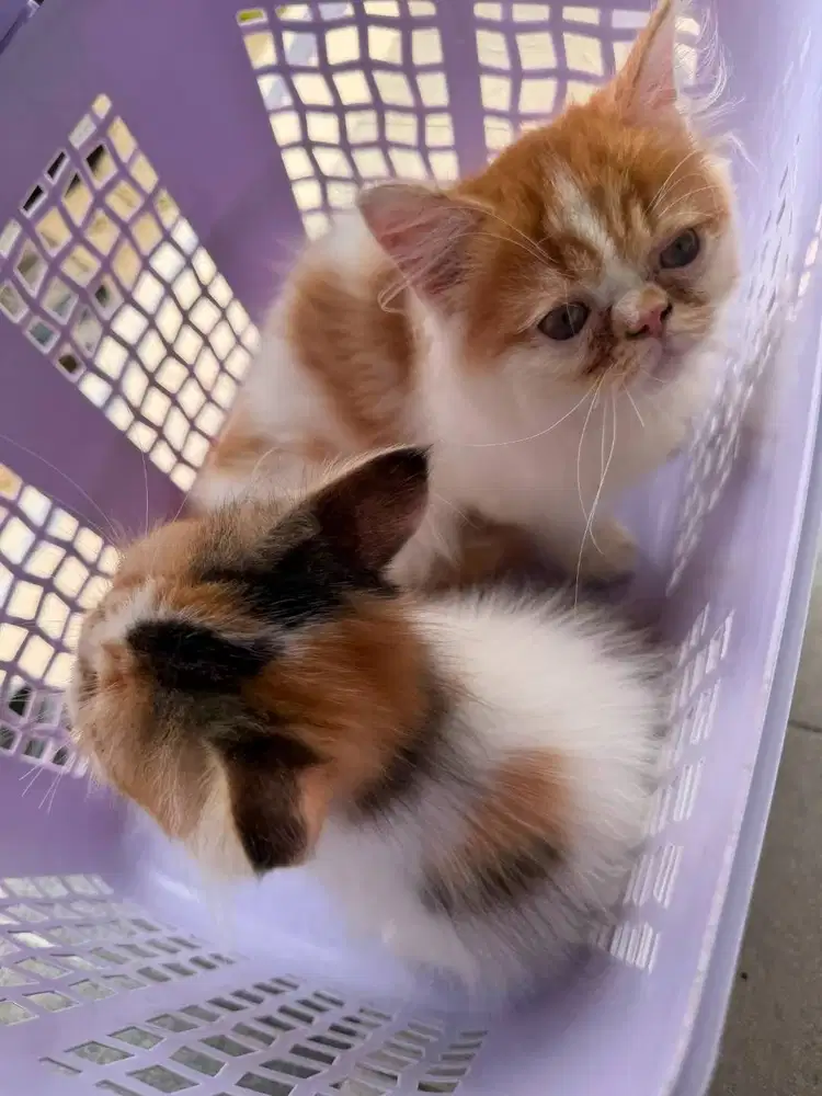 Sepasang kucing persia peaknose aktif pintar sehat lucu