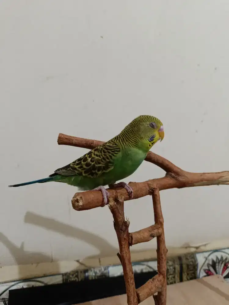 Burung aja parkit paud skill jinak total indor barter tuker tambah