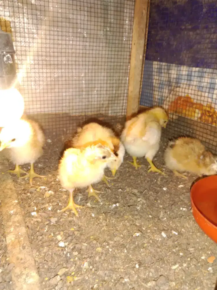 Doc ayam layer petelur