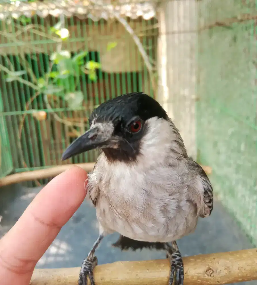 Kutilang jinak gacor
