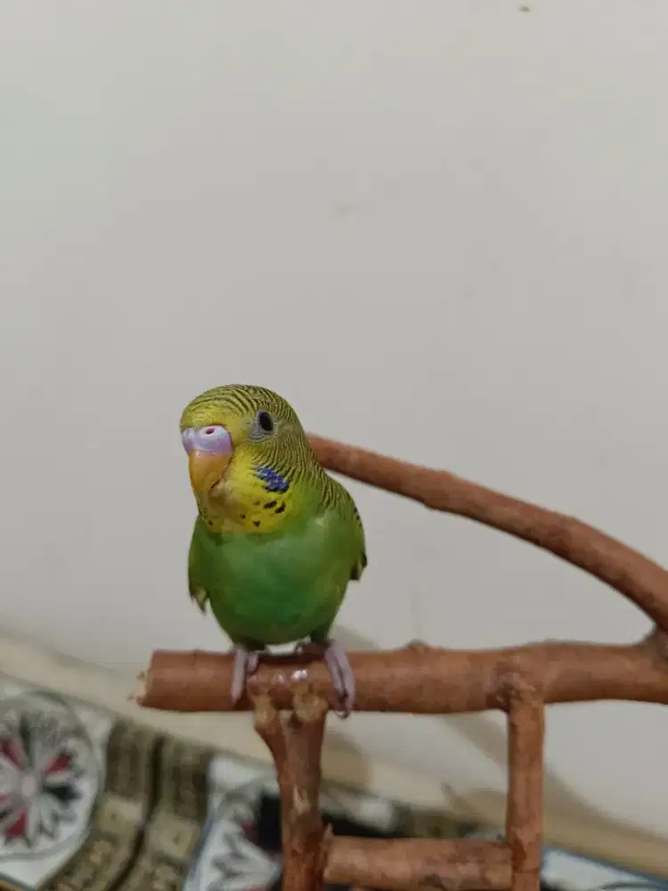 Burung saja parkit paud jinak trik indor barter tuker tambah