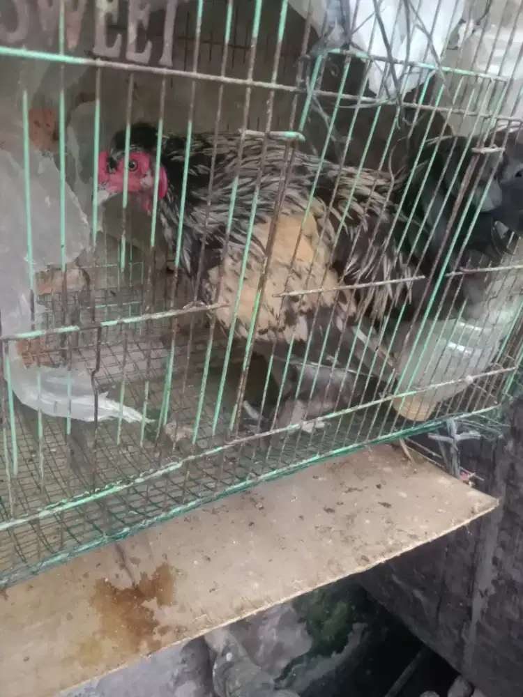 Ayam brahma muda jantan
