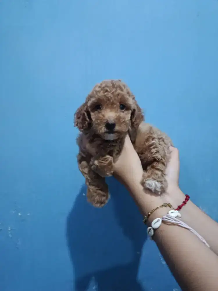 Dijual Anakan Toy Poodle Betina Pure – Sehat & Lincah