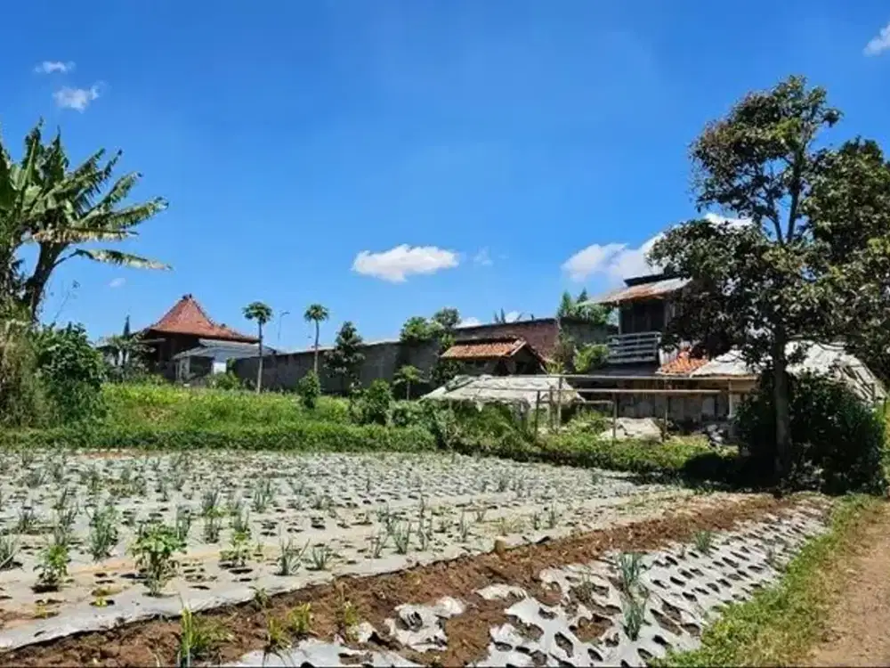 Tanah produktif cocok untuk kebun sayur atau perumahan Lokasi : Cihideung, Parongpong, Lembang Bandung Barat