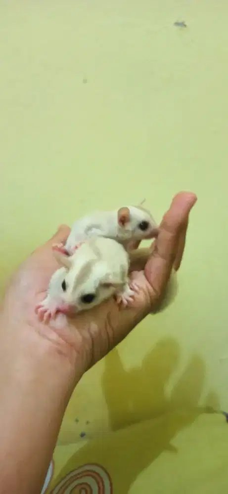 Lepas adopt SG creamino