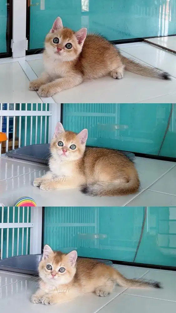 Kucing british shorthair