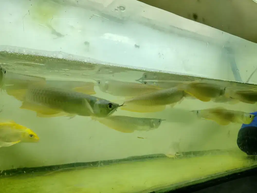 Ikan Arwana Silver progres13.14.15cm