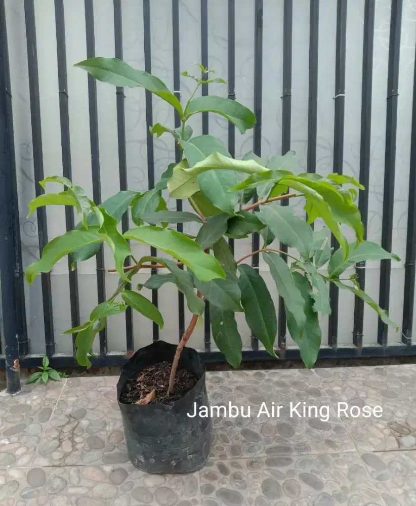 Tanaman Jambu Air King Rose