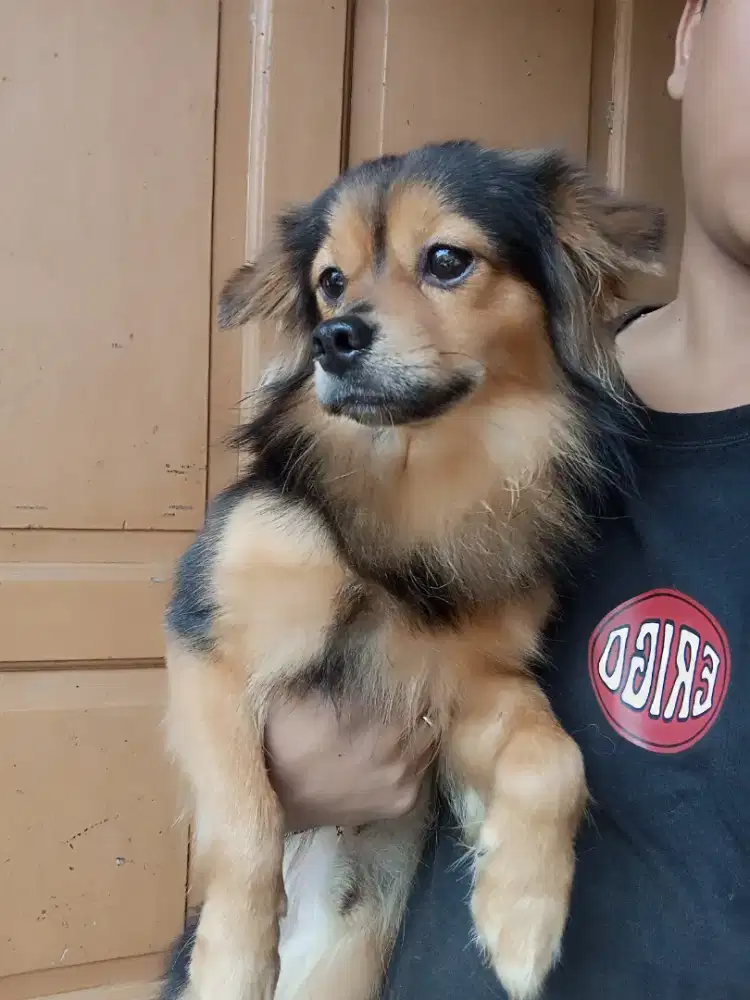 Anjing mix pom jantan 1th Pomeranian
