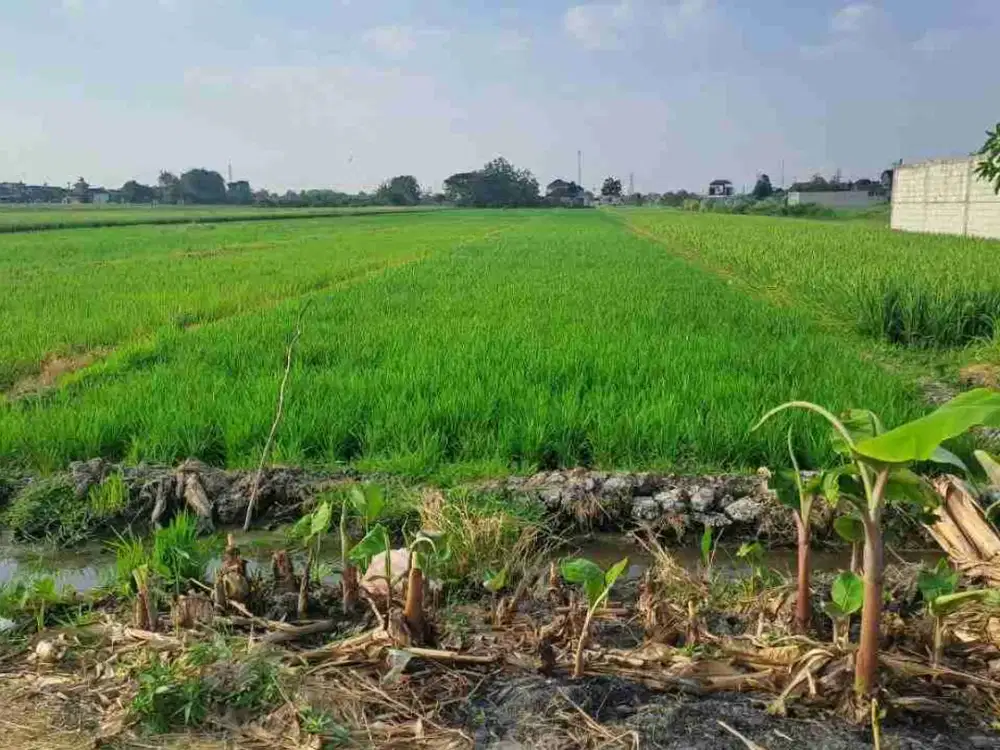 Sawah Produktif Harga BU di Kingkang Klaten