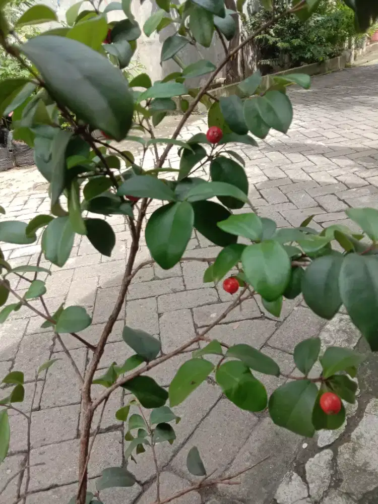 Tanaman Buah Beach Cherry Sudah Berbuah