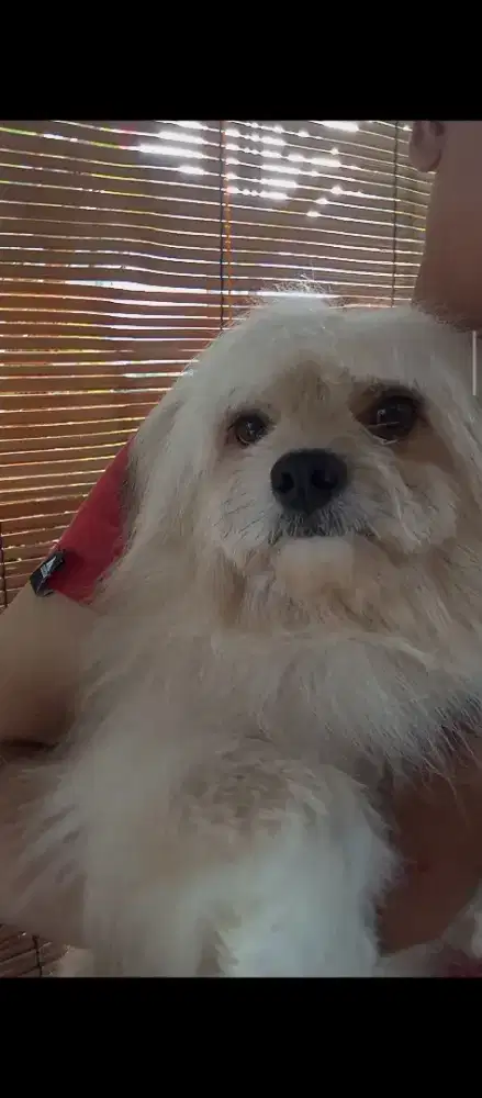 Anjing Mix pom jantan pomeranian