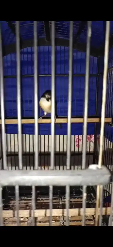 Burung pentet KTP gaib