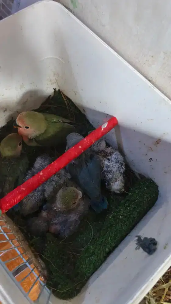 lolohan nonklep lovebird