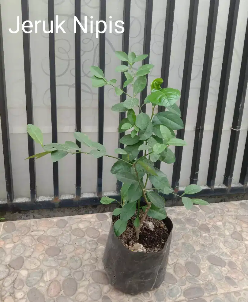 Tanaman Jeruk Nipis