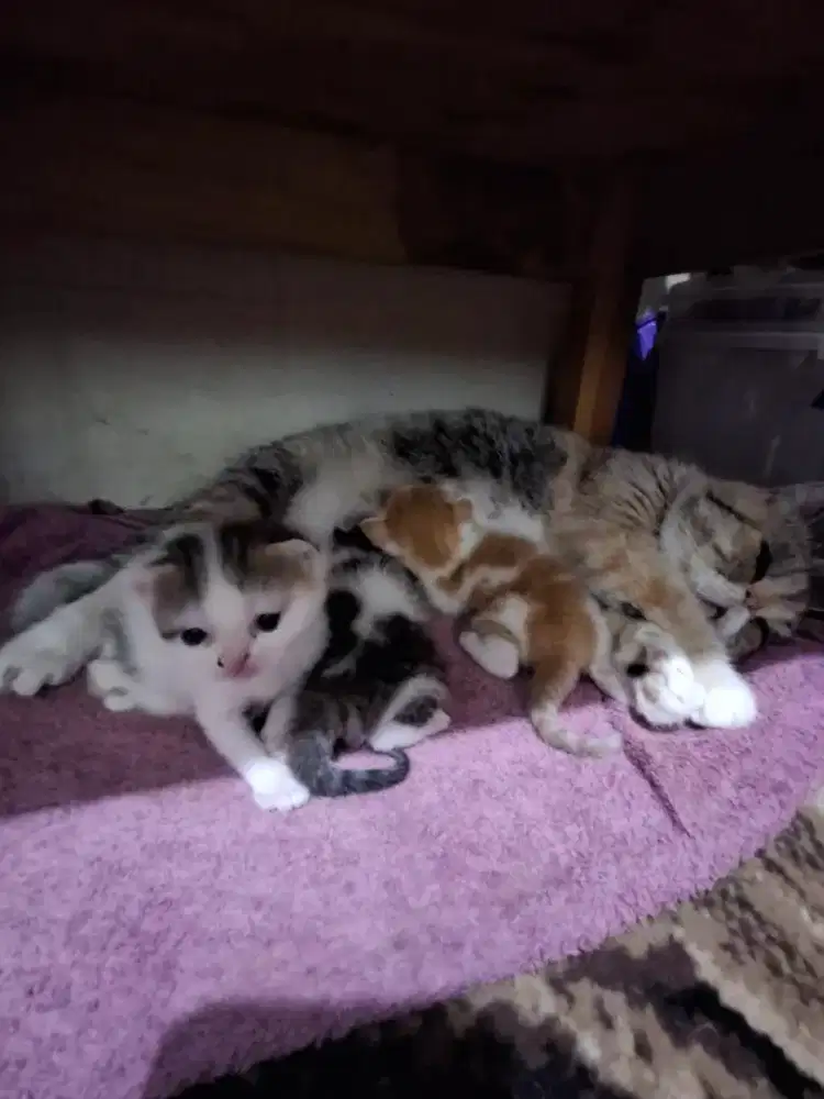 Anabul mix peaknose plus anggora
