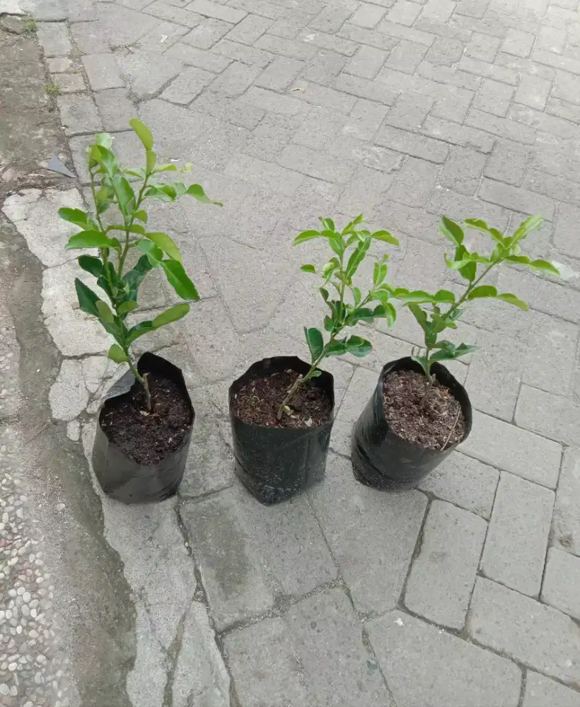Tanaman Daun Jeruk Purut