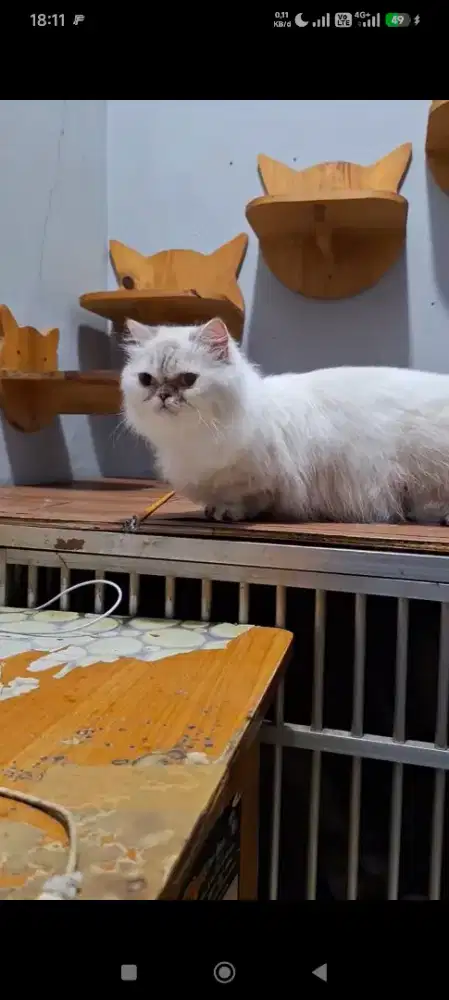 Kucing munchkin flat nose longhair