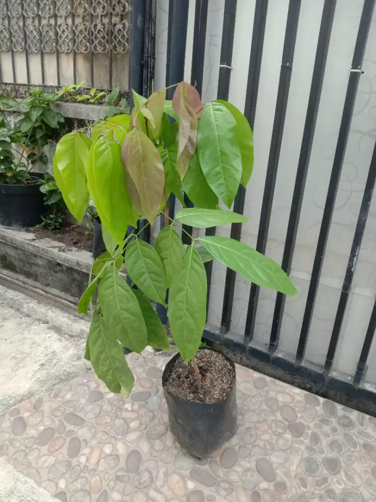 Tanaman Jengkol Bibit Super Unggul