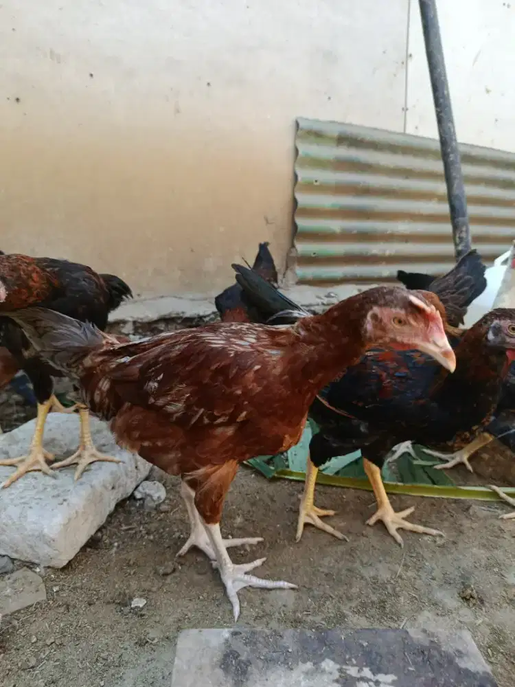 Ayam kampung unggul