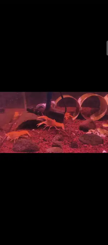 Lobster Hias Air Tawar, Lobster Air Tawar