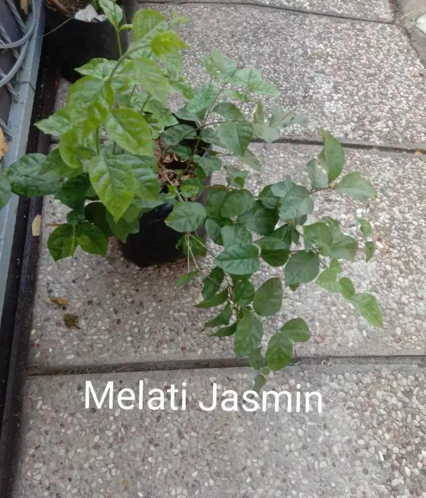 Tanaman Bunga Melati Jasmin Harum