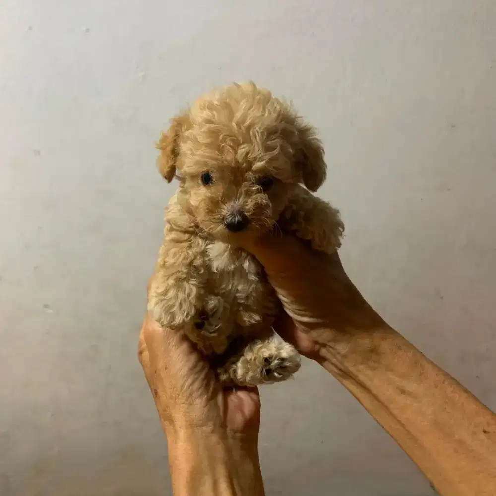 Teacup poodle betina
