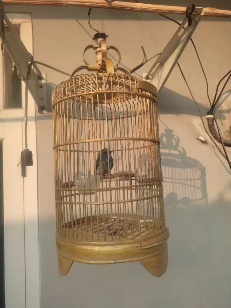 Burung slendang biru muda fs