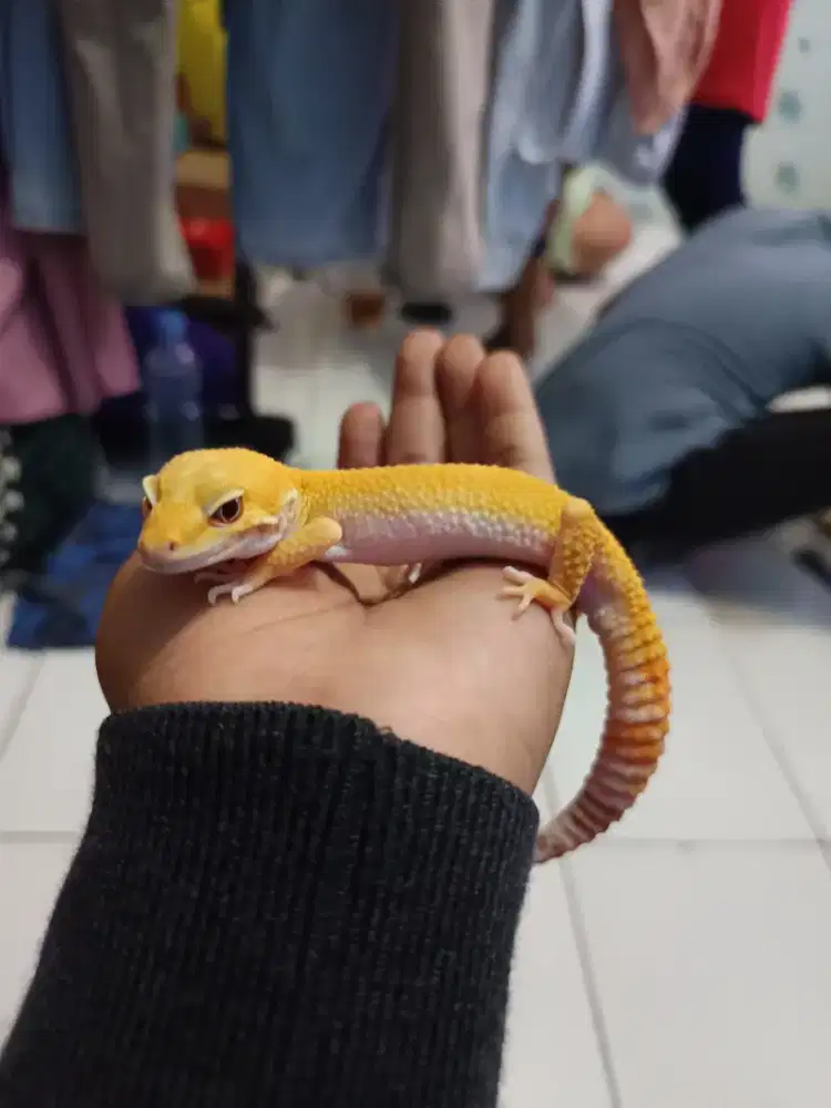 Leopard geckooo