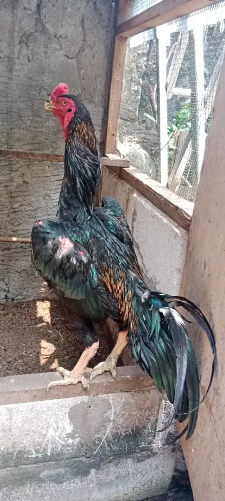 Ayam Jantan Oshamo