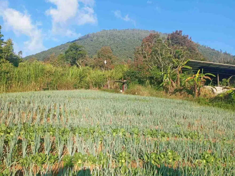 Lahan Eksotis Luas 3100m Kawasan Wisata Tabanan Bali