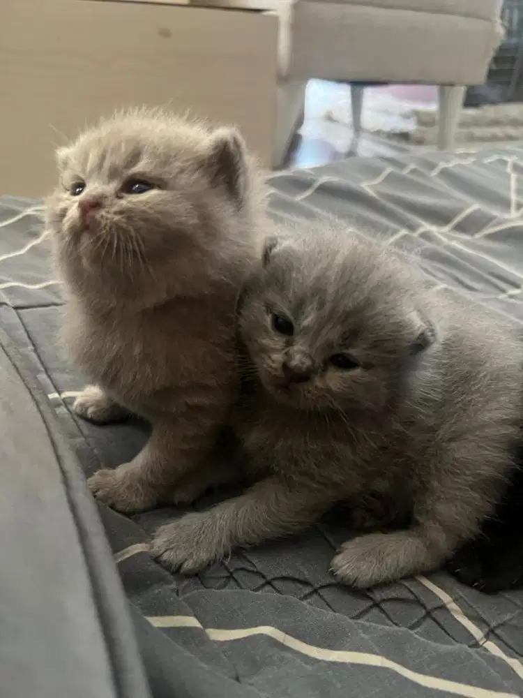 open PO kitten BSH