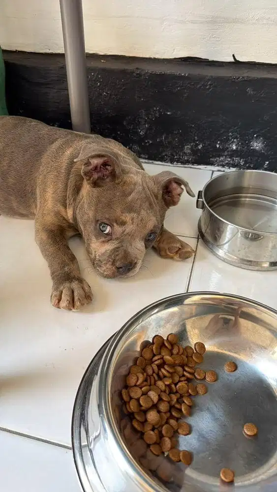 AMERICAN BULLY FEMALE BLUE MERLE