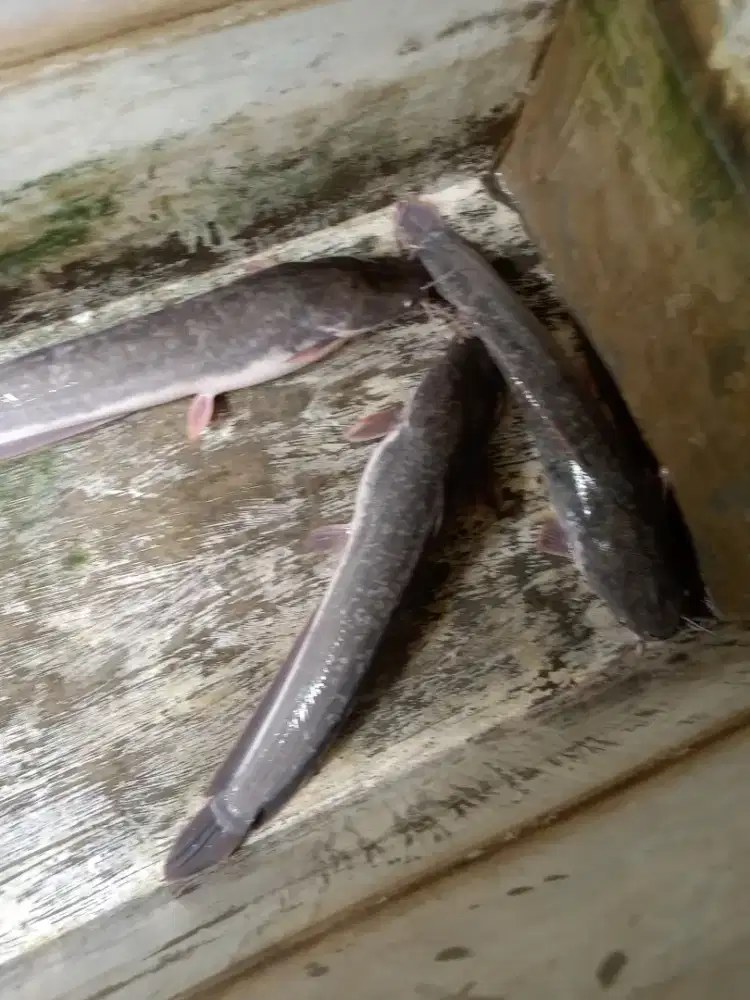 Jual indukan lele siap kawin