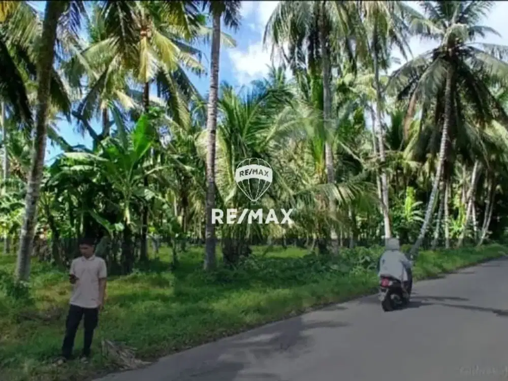 DIJUAL LAHAN KEBUN KELAPA PINGGIR JALAN ASPAL PAKISTAJI KABAT-BANYUWANGI