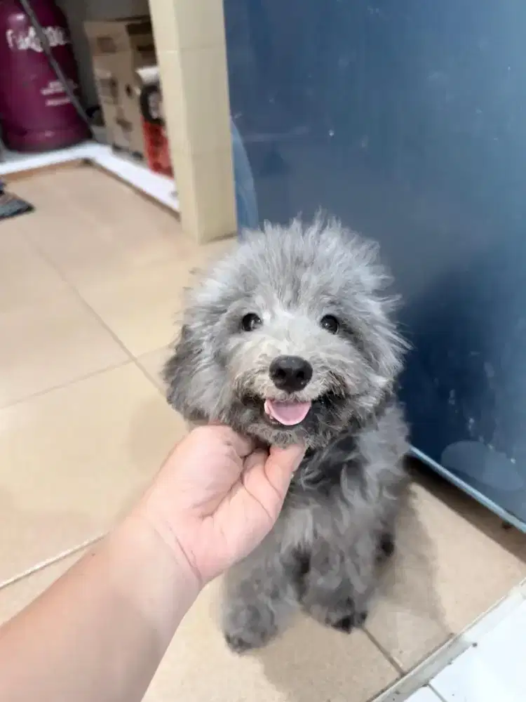 Poodle Silver Real size kecil